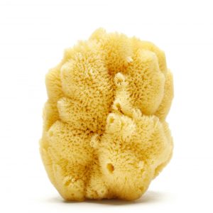 Hardhead or Silk Caribbean Sponge (Bleached)_2