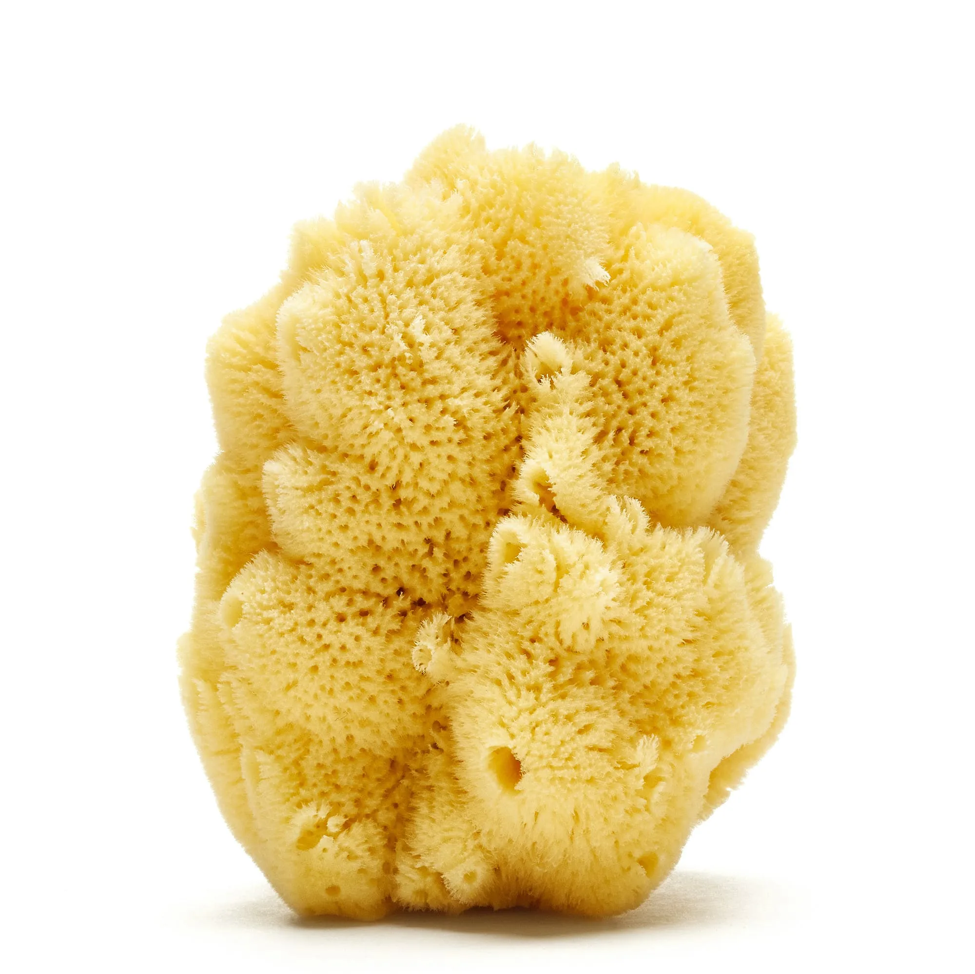 Hardhead or Silk Caribbean Sponge (Bleached)_2