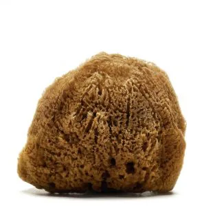 Hardhead or Silk Caribbean Sponge (Natural color)_2