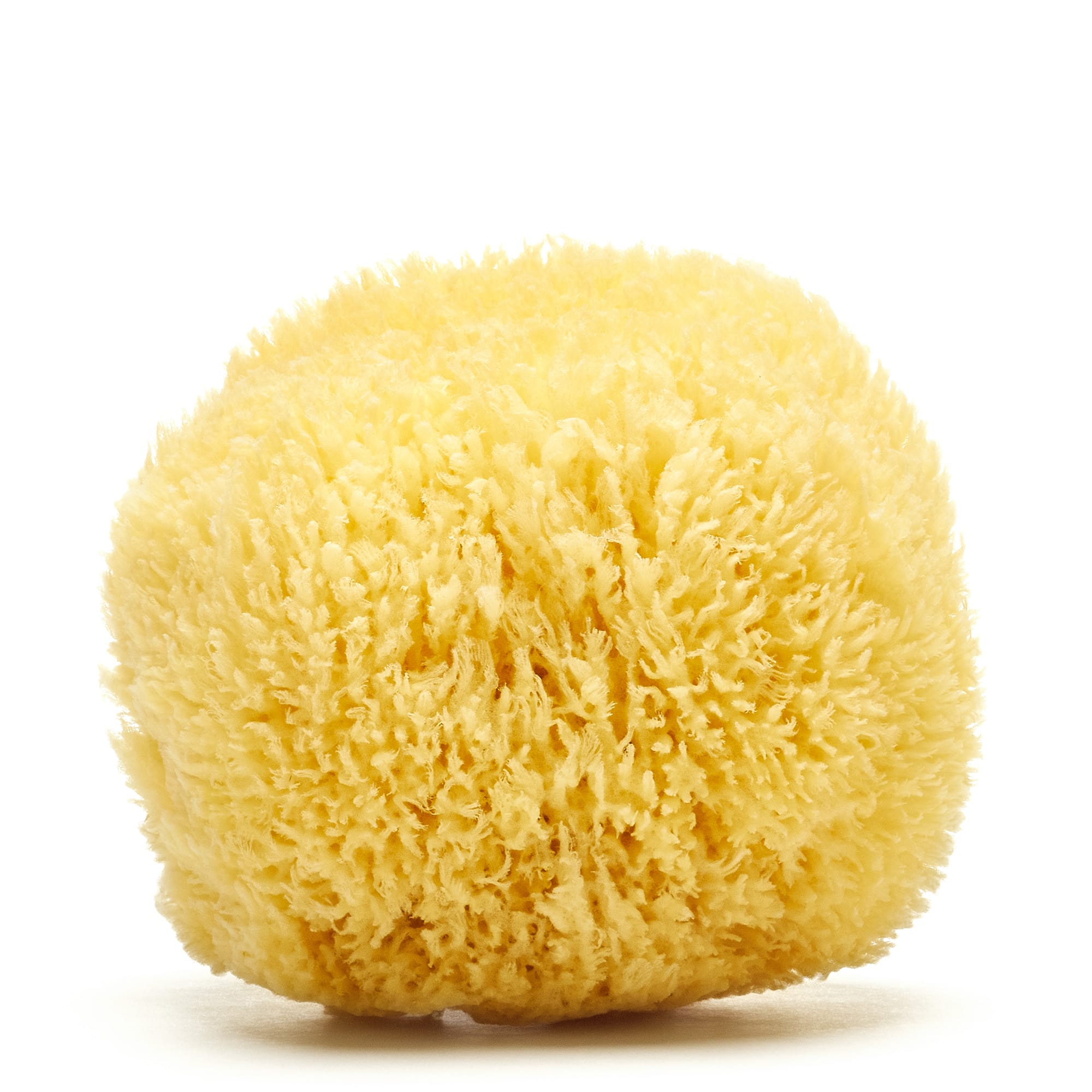 Grass Caribbean sponge (Bleached)