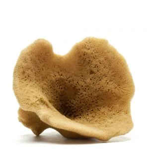 Elephant ear sponge (Natural Color)