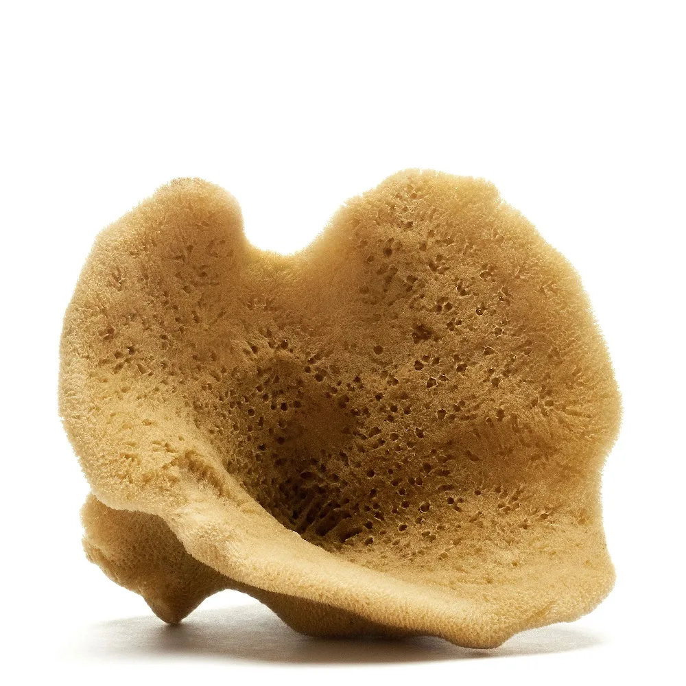 Elephant ear sponge (Natural Color)