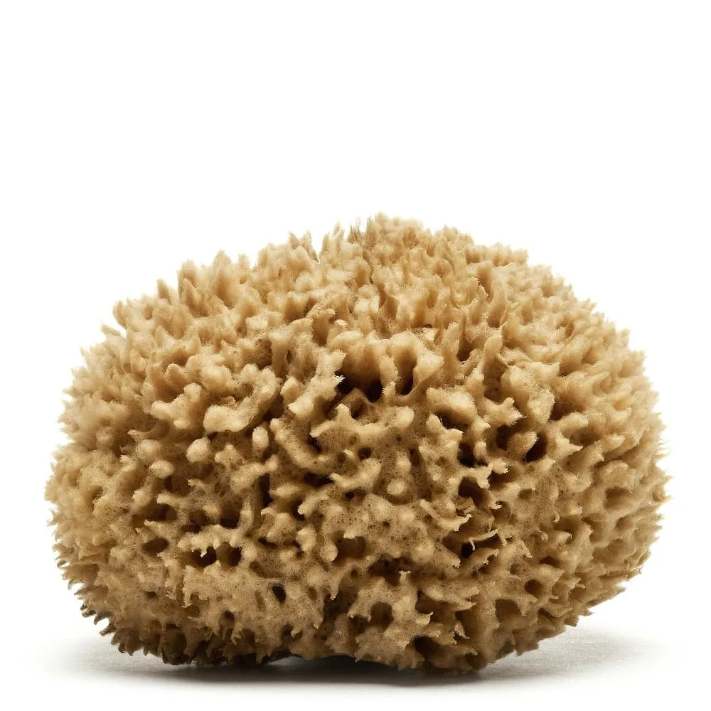 Caribbean Wool Sea Sponge (natural color) | Spongean