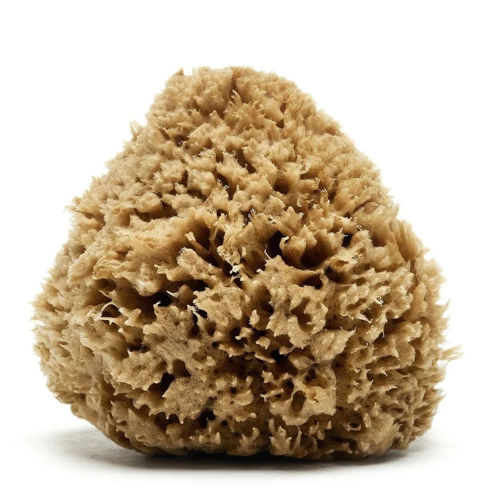 Caribbean Wool Sea Sponge (natural color) | Spongean