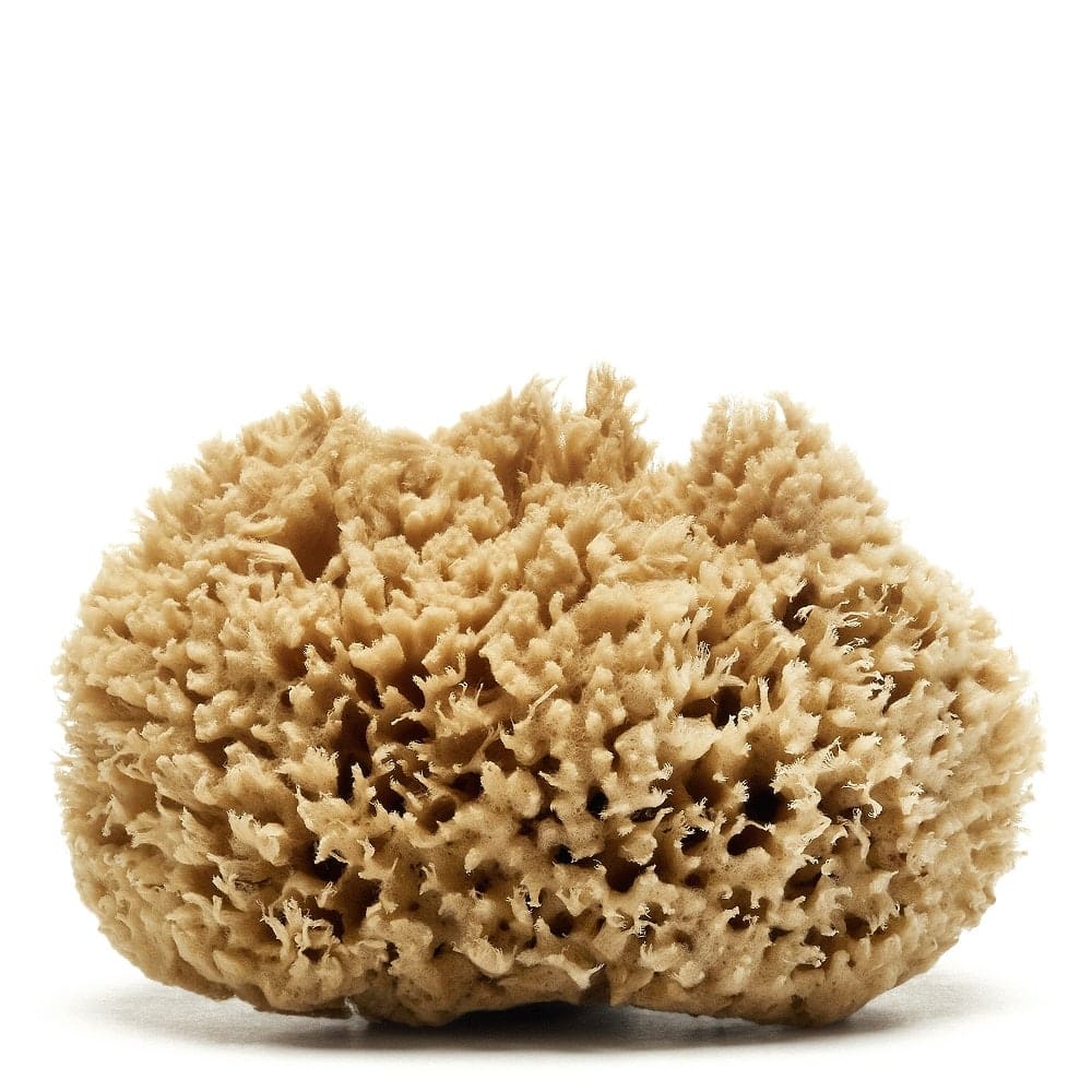 Caribbean Wool Sea Sponge (natural color) | Spongean