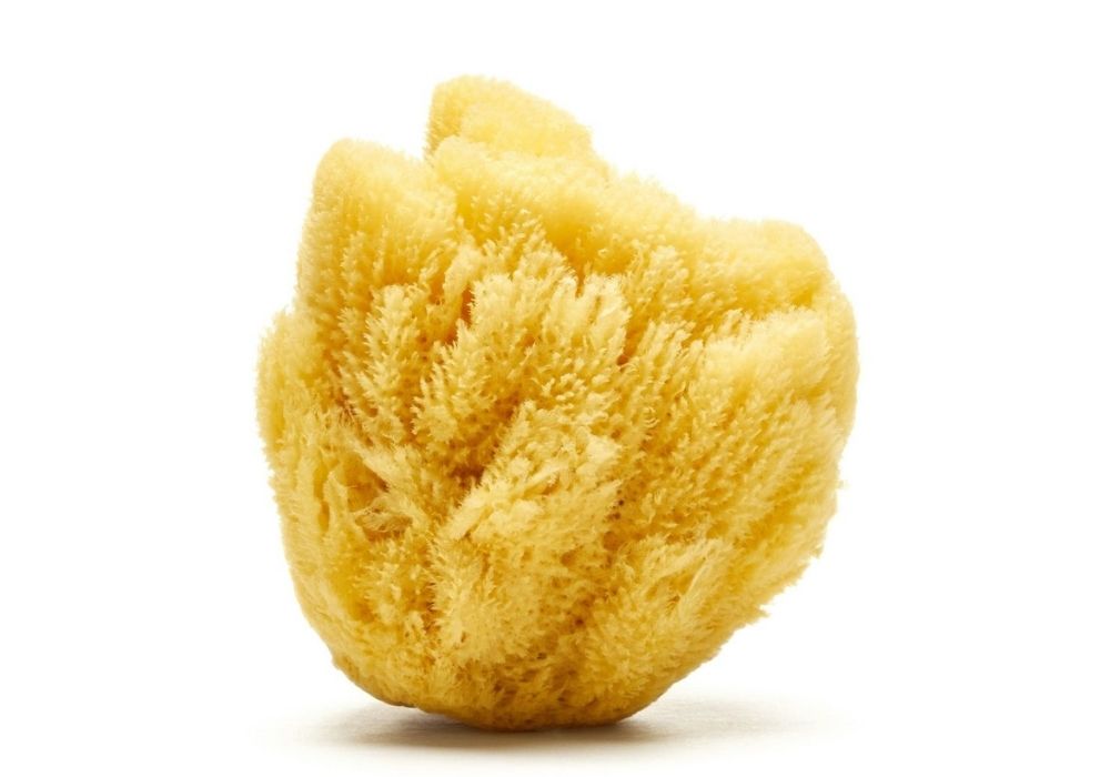 Caribbean grass sea sponge (bleached or natural color - available in a wide size range)