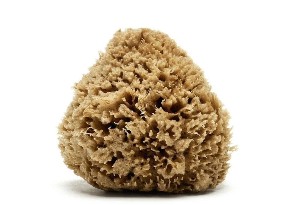Wool Caribbean Sea Sponge  (bleached or natural color - available in a wide size range)